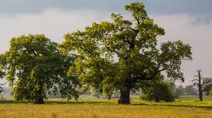 Mapa Rogalina - demo